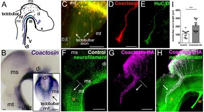 Coactosin Promotes F-Actin Protrusion in Growth Cones Under Cofilin-Related Signaling Pathway